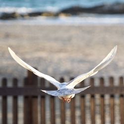 Close-up of dove flying