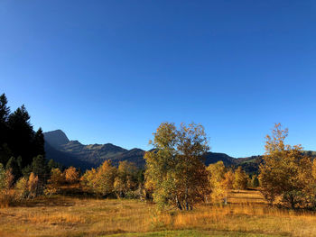 Trees on field against clear blue sky