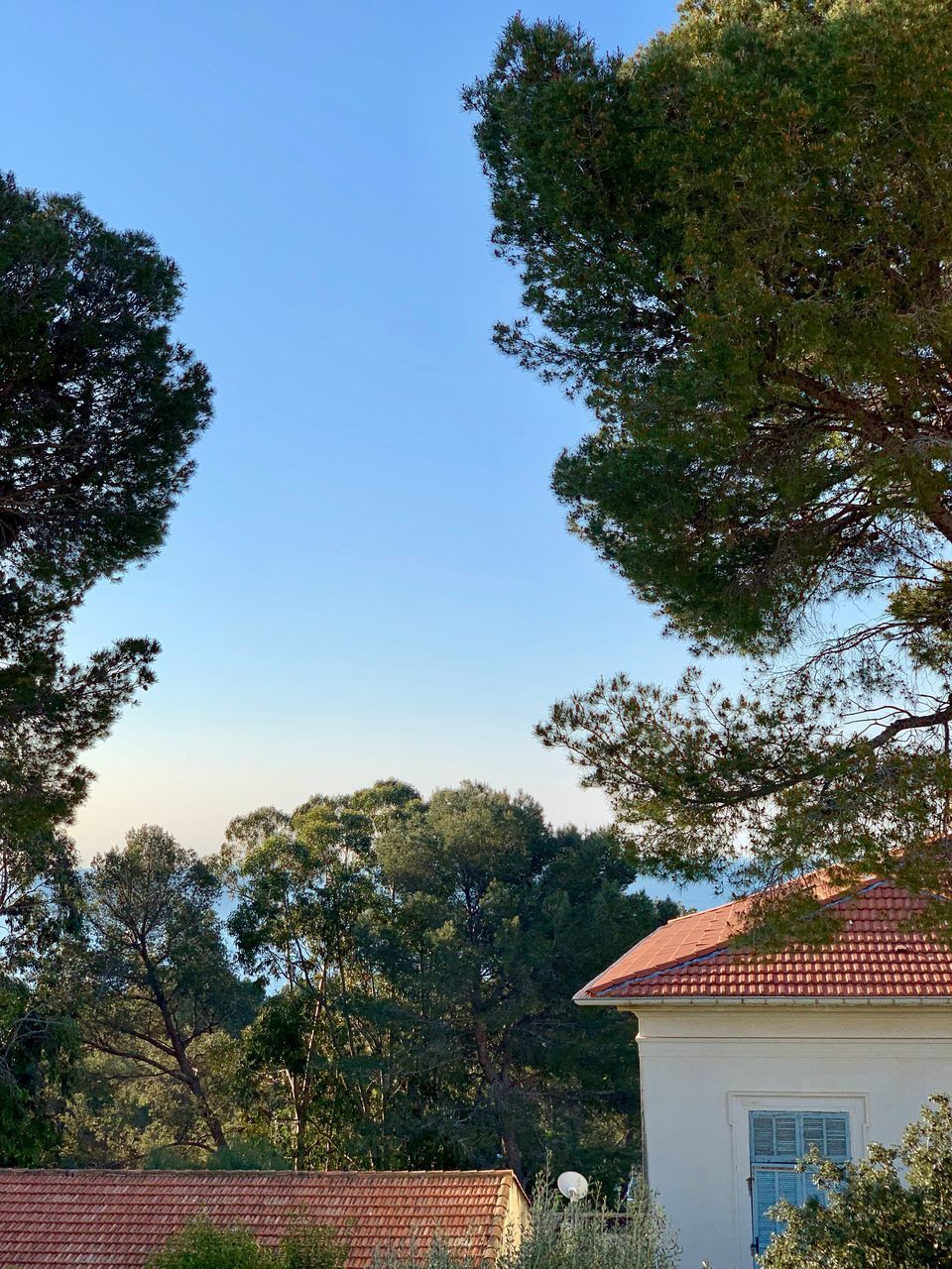 TREES AND HOUSES AGAINST SKY