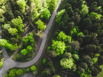 High angle view of road amidst trees in forest