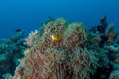 View of coral in sea