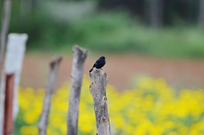 Bird perching on wooden post