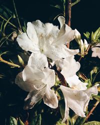 Close-up of white flowers blooming outdoors
