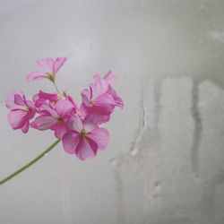 Close-up of pink flowers