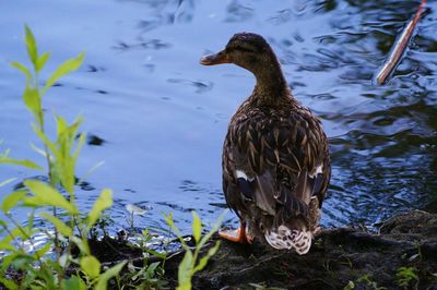 Duck by lake