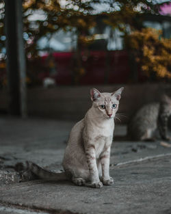 Portrait of cat sitting on floor