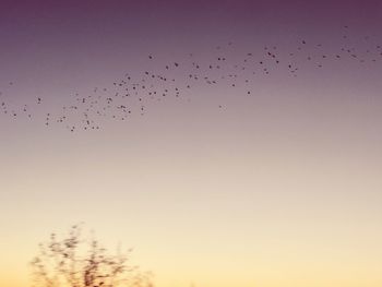 Flock of birds flying against clear sky