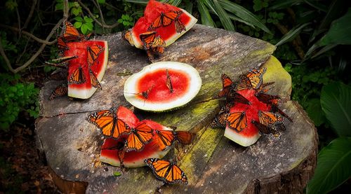 High angle view of fruits and vegetables on table