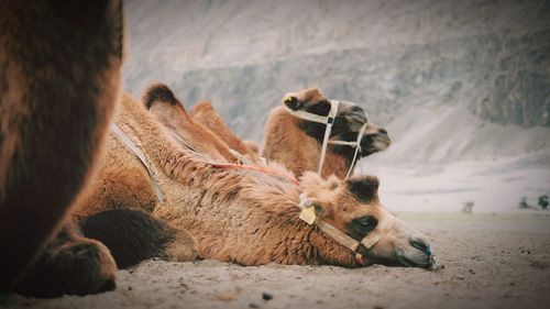 Lion relaxing on a land