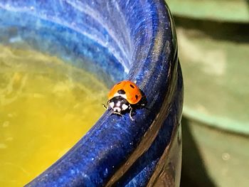 High angle view of ladybug