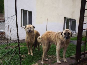 Portrait of dogs standing outdoors