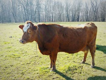 Side view of cow standing on field