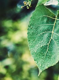 Close-up of raindrops on leaves