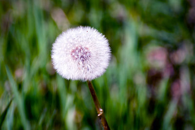 Close-up of dandelion flower