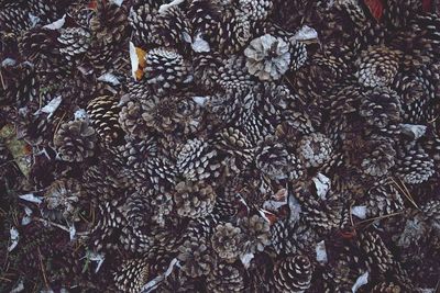 Full frame shot of pine cones