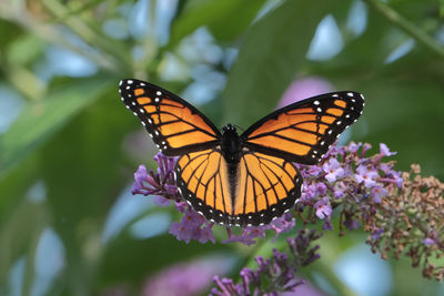 Close-up of butterfly pollinating on purple flower