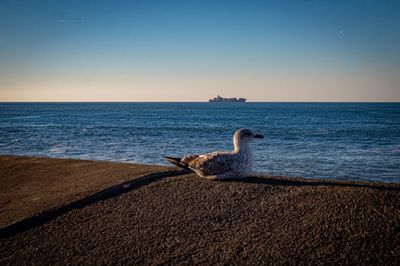 Scenic view of sea against clear sky