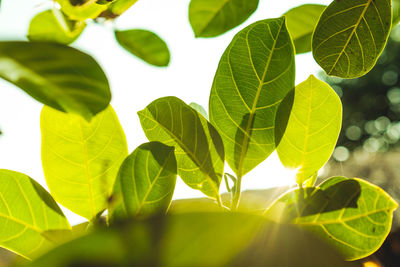 Low angle view of leaves against sky on sunny day