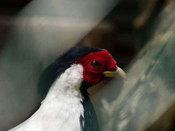 Close-up of a bird