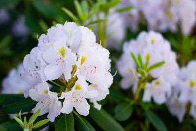 Close-up of white cherry blossoms