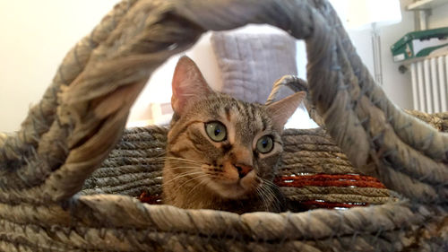 Close-up portrait of a cat in basket