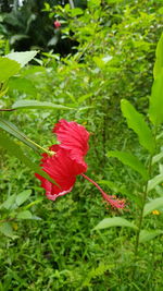 Close-up of red hibiscus blooming on plant