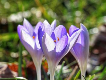 Close-up of purple crocus flower on field