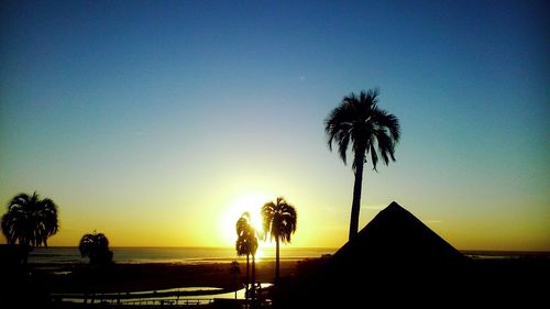 Palm trees at sunset