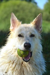 Close-up portrait of a dog on field