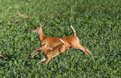 Side view of giraffe on grass