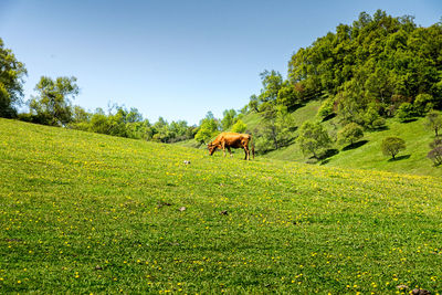 Horses grazing in a field