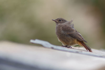 Close-up of bird perching on plant