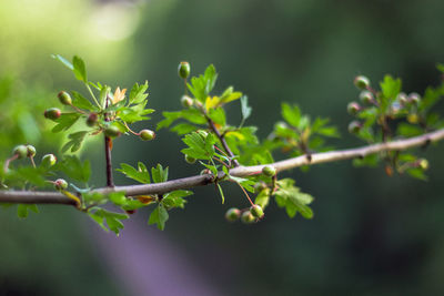 Close-up of fresh green leaves on plant against bright sun