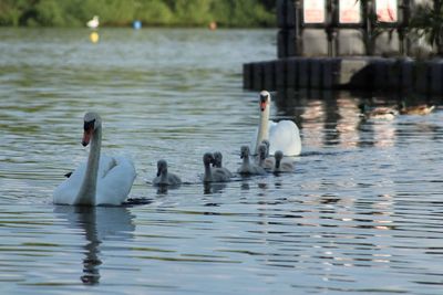 Swans swimming in lake