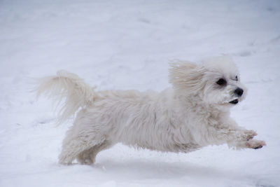 Dog running on snow field