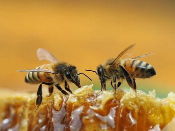 Close-up of bees on honey