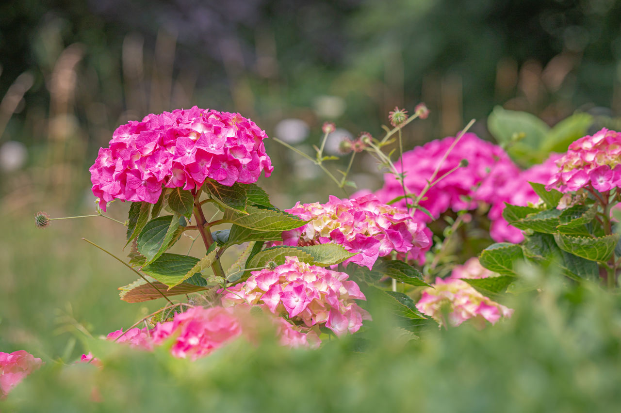 CLOSE-UP OF PINK FLOWERS ON PLANT