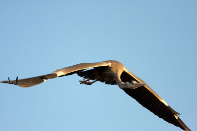 Low angle view of bird flying against clear blue sky