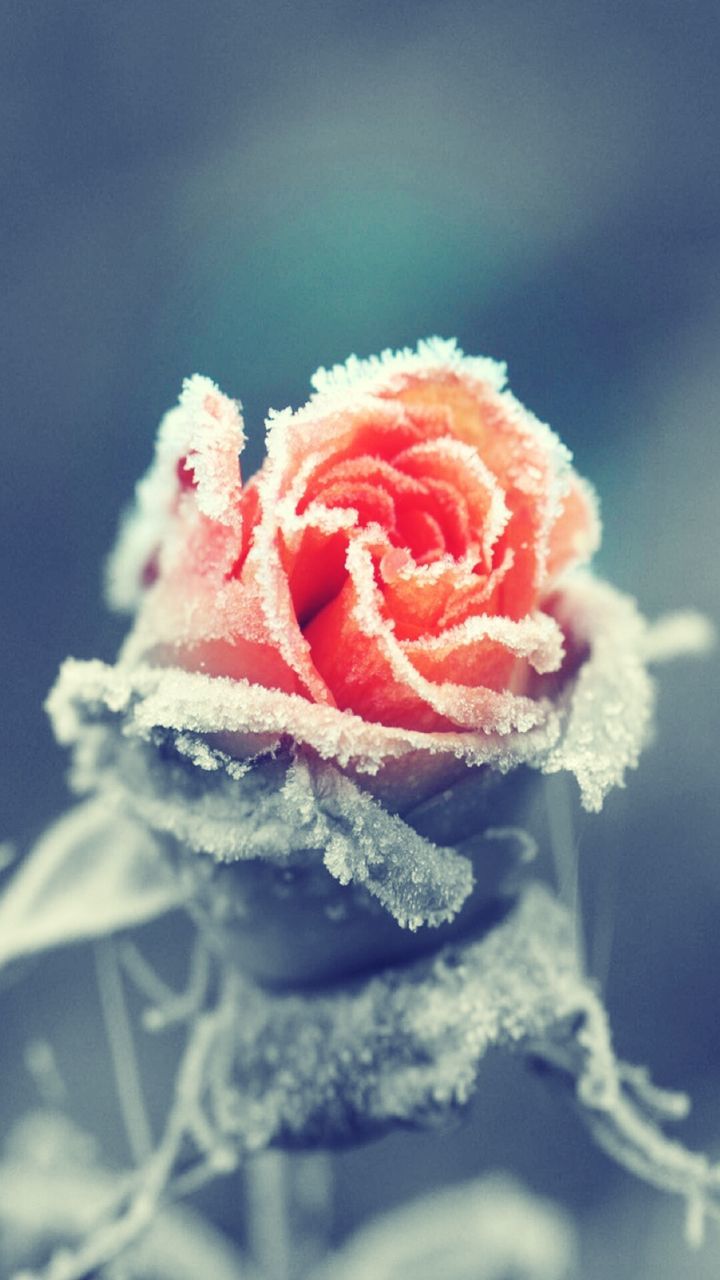 close-up, focus on foreground, flower, rose - flower, freshness, petal, flower head, red, beauty in nature, fragility, single flower, nature, selective focus, no people, day, pink color, outdoors, softness, blooming, natural pattern