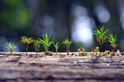 Close-up of plants growing outdoors