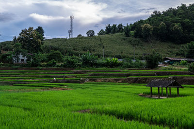 Scenic view of agricultural field against sky