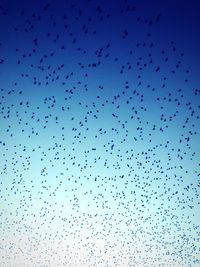 Low angle view of birds flying in sky