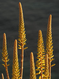 Close-up of yellow plant against sea