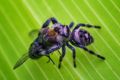 Close-up of honey bee on purple flower