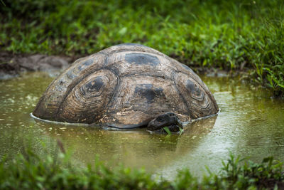 Close up of turtle in water