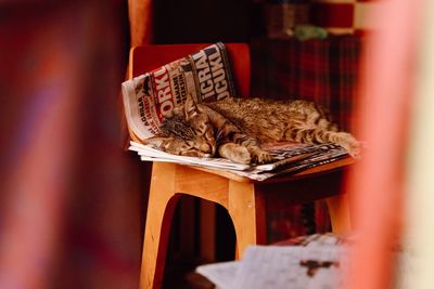 Cat sleeping on chair at home