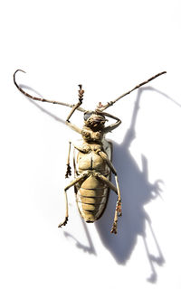 Dead insect on table