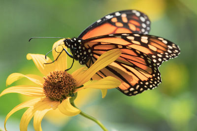 Close-up of butterfly pollinating on flower