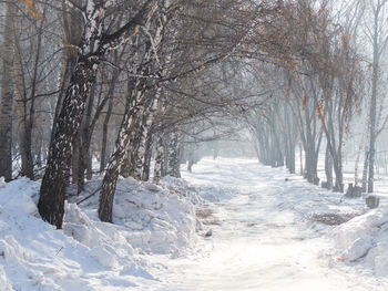 Bare trees on snow covered landscape