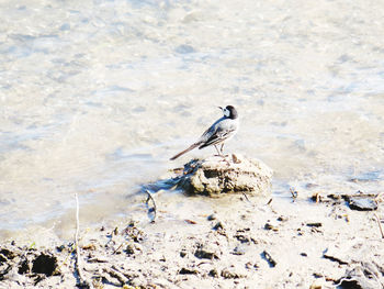 Bird perching on rock in lake